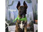 Adopt Tigre a Belgian Shepherd / Tervuren