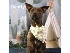 Adopt Bently a Pit Bull Terrier