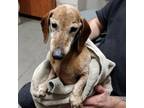 Adopt Lucky a Dachshund