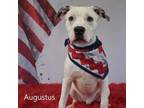 Adopt Augustus a Pit Bull Terrier