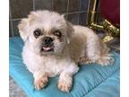 Adopt Maser TX a White Shih Tzu / Mixed dog in Boonton, NJ (41444289)