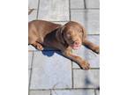 Adopt "Grumpy" - (Snow White litter) a Brown/Chocolate Mixed Breed (Medium) /