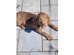Adopt Snow White Litter (male 6) a Brown/Chocolate Mixed Breed (Medium) / Mixed