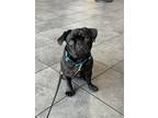 Adopt French Fry a Black Pug / Mixed dog in San Diego, CA (41466105)