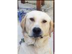 Adopt Charlie a White Great Pyrenees / Labrador Retriever / Mixed dog in San