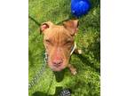 Adopt Marley a Tan/Yellow/Fawn - with White Pit Bull Terrier / Mixed dog in New