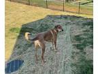 Adopt Milo a Red/Golden/Orange/Chestnut Doberman Pinscher / Mutt / Mixed dog in