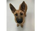 Adopt Valkyrie a Tan/Yellow/Fawn German Shepherd Dog / Mixed dog in Irving