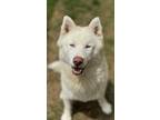Adopt Ghost a White Husky / Mixed dog in Irving, TX (41288589)