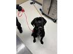Adopt Jughead a Black Cane Corso / Mixed dog in Irving, TX (41150922)