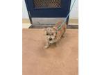 Adopt Linda CT 5/10/24 a Tan/Yellow/Fawn Norfolk Terrier / Mixed dog in San