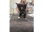 Adopt Meg a All Black Domestic Mediumhair / Domestic Shorthair / Mixed cat in