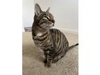 Adopt Harvey a Spotted Tabby/Leopard Spotted Domestic Shorthair (short coat) cat