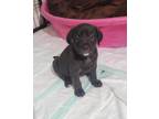 Adopt Happy - (Snow White Litter) a Black Mixed Breed (Medium) / Mixed dog in