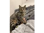 Adopt Doja a Gray, Blue or Silver Tabby Tabby / Mixed (short coat) cat in