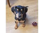 Adopt Doc - (Snow White litter) a Black - with Tan, Yellow or Fawn Mixed Breed