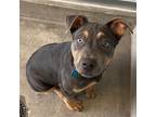 Adopt Duke a Mixed Breed (Medium) / Mixed dog in Rancho Santa Fe, CA (41466083)