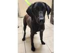 Adopt 25516 a Black Hound (Unknown Type) / Mixed dog in Greeneville