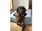 Adopt Rusty a Red/Golden/Orange/Chestnut Redbone Coonhound / Mixed dog in