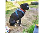 Adopt Skully Rose a Black - with White American Staffordshire Terrier / Mixed