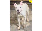 Adopt Roe a White - with Tan, Yellow or Fawn American Staffordshire Terrier /