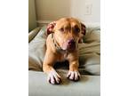Adopt Ginger a Tan/Yellow/Fawn Pit Bull Terrier dog in Twin Falls, ID (41197634)