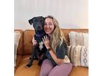 Adopt Wally Dorado a Black Labrador Retriever dog in Twin Falls, ID (41160604)