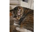 Adopt Penny a Gray, Blue or Silver Tabby Tabby / Mixed (short coat) cat in