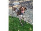 Adopt Gunner a Brown/Chocolate - with White German Shorthaired Pointer / Mixed