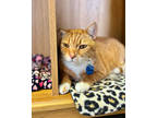 Adopt Mr. Kibbles a Orange or Red Domestic Shorthair / Domestic Shorthair /