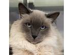 Adopt Emma a White Siamese / Domestic Shorthair / Mixed cat in Palm Springs