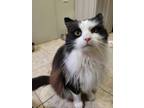 Adopt Sidney a All Black Domestic Longhair / Domestic Shorthair / Mixed cat in