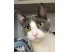 Adopt Loki a Gray or Blue (Mostly) Domestic Shorthair (short coat) cat in