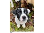 Adopt Piper a Black - with White Mixed Breed (Medium) / Mixed dog in Yaphank