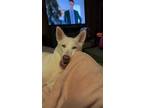 Adopt Sky a White Husky / Mixed dog in Bremerton, WA (41465982)