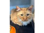 Adopt Aslan a Domestic Longhair cat in Roanoke, VA (41464928)