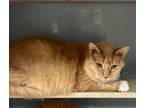 Adopt Tumnus a Domestic Longhair cat in Roanoke, VA (41464927)