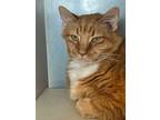 Adopt Caspian a Domestic Longhair cat in Roanoke, VA (41464926)