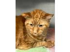 Adopt Eustace a Domestic Longhair cat in Roanoke, VA (41464925)