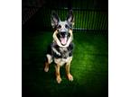 Adopt Trinity a Black German Shepherd Dog / Mixed dog in Slinger, WI (41439770)