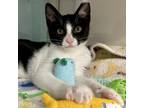 Adopt Prince Harry a Domestic Short Hair