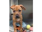Adopt Frida a Brown/Chocolate Labrador Retriever / Mixed dog in San Antonio