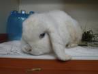 Adopt Diamond a White Lop, Holland / Lop, Holland / Mixed rabbit in Arlington