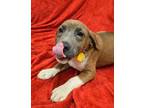 Adopt Sprinkles a Brown/Chocolate Mixed Breed (Large) / Mixed dog in Hamilton