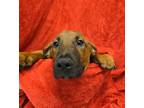 Adopt Myra a Tan/Yellow/Fawn Mixed Breed (Large) / Mixed dog in Hamilton