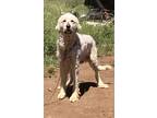 Adopt Dude a White Great Pyrenees / Mixed dog in Madera, CA (41465926)