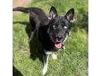 Adopt AURELIEN a Husky, German Shepherd Dog