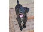 Adopt Hunter a Black Shepherd (Unknown Type) / Labrador Retriever / Mixed dog in