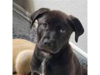 Adopt Hunter a Black Shepherd (Unknown Type) / Labrador Retriever / Mixed dog in