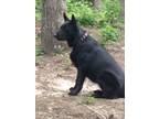 Adopt Onyx a Black German Shepherd Dog / Mixed dog in Pikeville, TN (41446452)